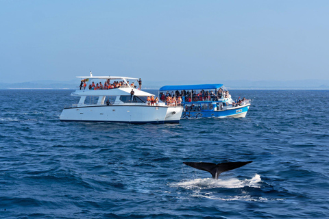 Southern Seas Discovery: Galle to Whale Watching Mirissa