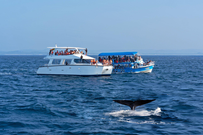 Southern Seas Discovery: Galle to Whale Watching Mirissa