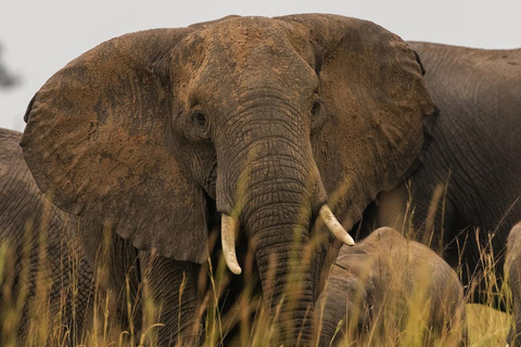 Uganda: 7-Day Bwindi Gorilla Safari Tour with Guide