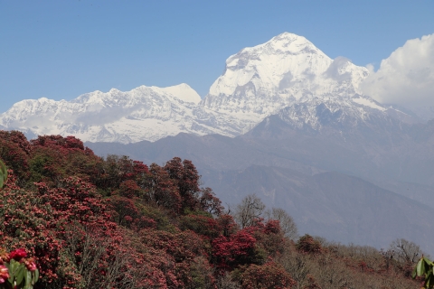20 jours de trek sur le circuit du Dhaulagiri au départ de Katmandou