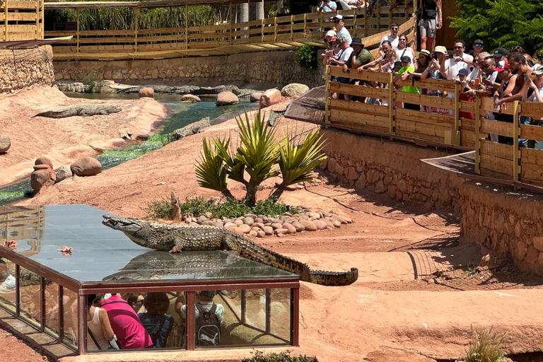 Agadir: Goats on Trees & Crocoparc Tour Goats on Trees & Crocoparc – Entry Ticket Included
