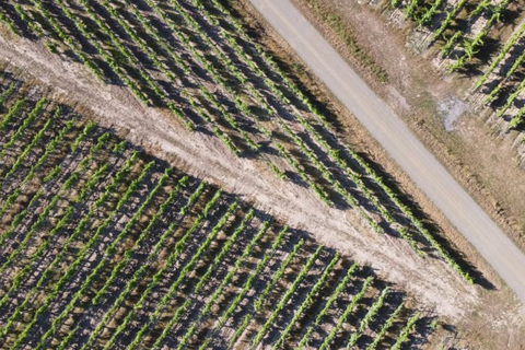 Educational hike in the Anjou vineyards Wine Hike
