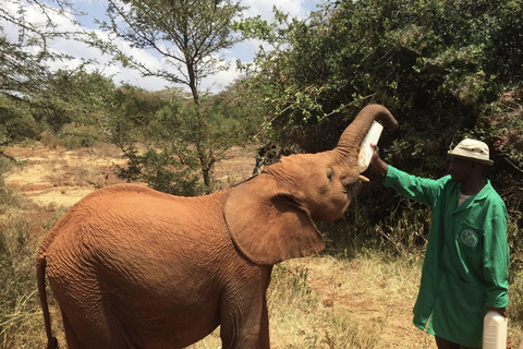 Nairobi: Excursión al Parque Nacional de Nairobi y al Orfanato de Elefantes