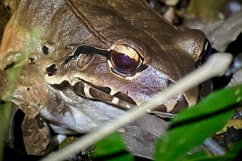 Manuel Antonio: Night tour with a naturalist guide.