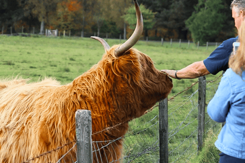 Glasgow: Loch Ness, Glen Coe, Hairy Coos y las Tierras Altas