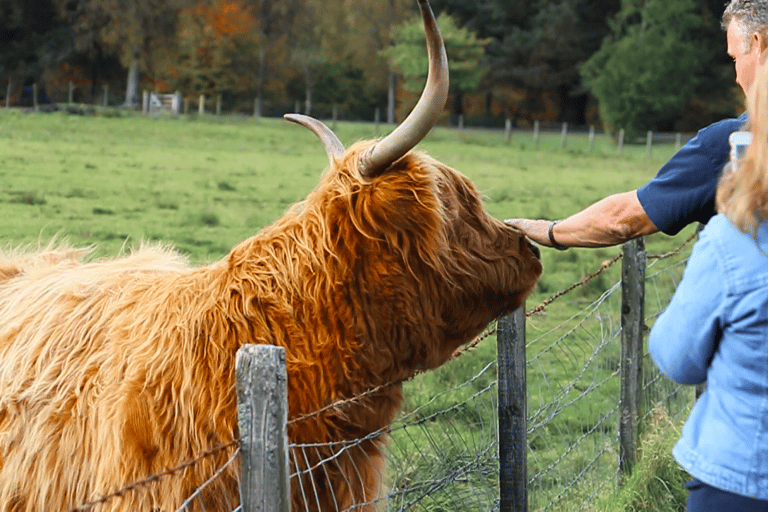 Glasgow: Loch Ness, Glen Coe, Hairy Coos e Highlands