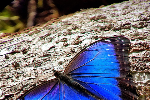 Caminata Bosque Nuboso MonteverdeCaminata natural Bosque Nuboso Monteverde