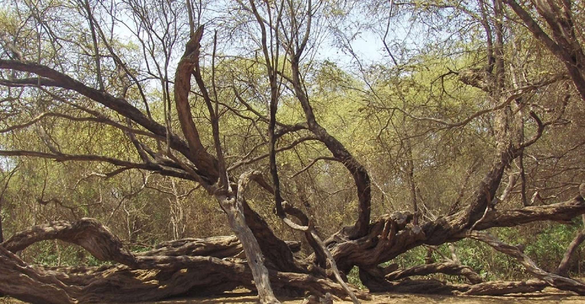 Chiclayo, Pomac Forest Historic Sanctuary & Sican Museum - Housity