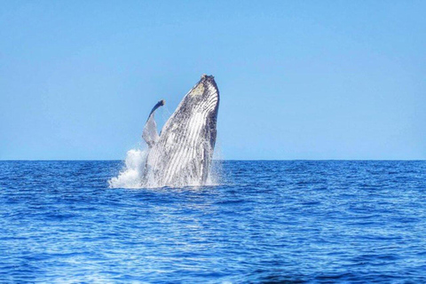 Mauritius: Private Whale Watching Tour with Pickup