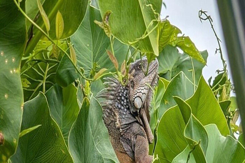 Panama City: Monkey Island, Sloth Sanctuary & Canal Tour