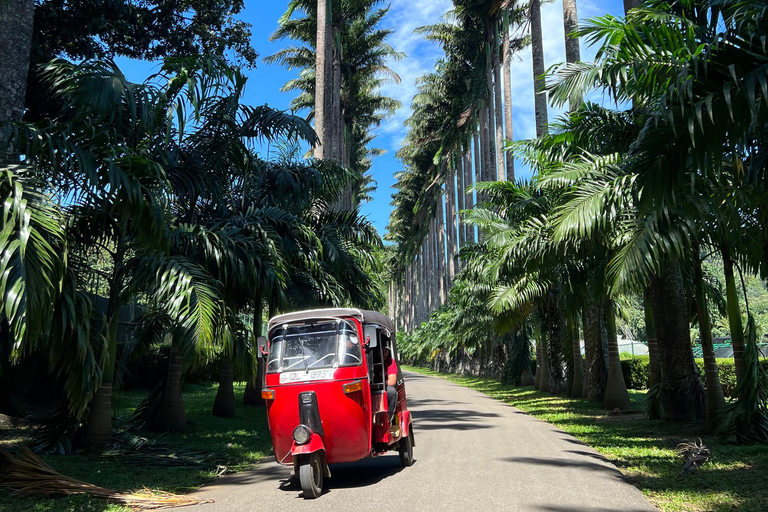 Kandy privet day tour z pinnawala i plantacją herbatyZaczynając od obszaru Negombo