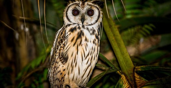 Manuel Antonio: Night Mangrove Safari Boat Tour with Dinner