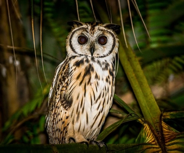 Manuel Antonio: Night Mangrove Safari Boat Tour with Dinner