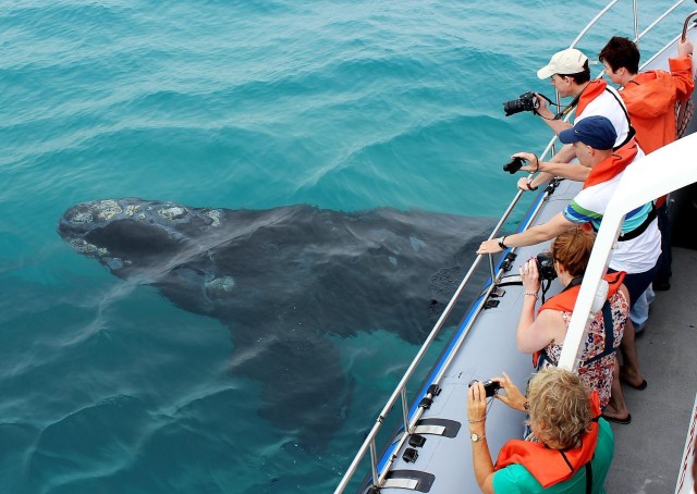 Visit Hermanus Whale Watching Experience in Hermanus