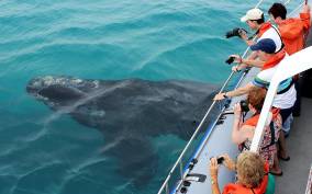 Hermanus Whale Watching Experience