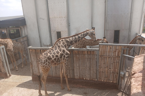 Stadtführung durch Addis Abeba, Entoto p, Nationalmuseum, Unity Park