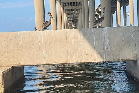 Destin: Destin Dolphin Harbor & Bay Boat Tour
