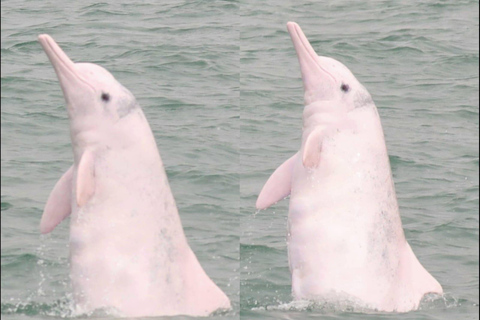 Lantau Island: Pink Dolphin Watching from Hong Kong