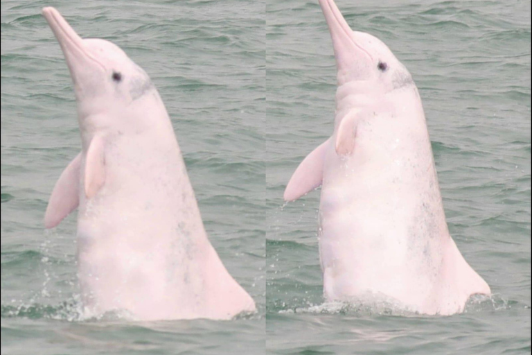 Lantau Island: Pink Dolphin Watching from Hong Kong