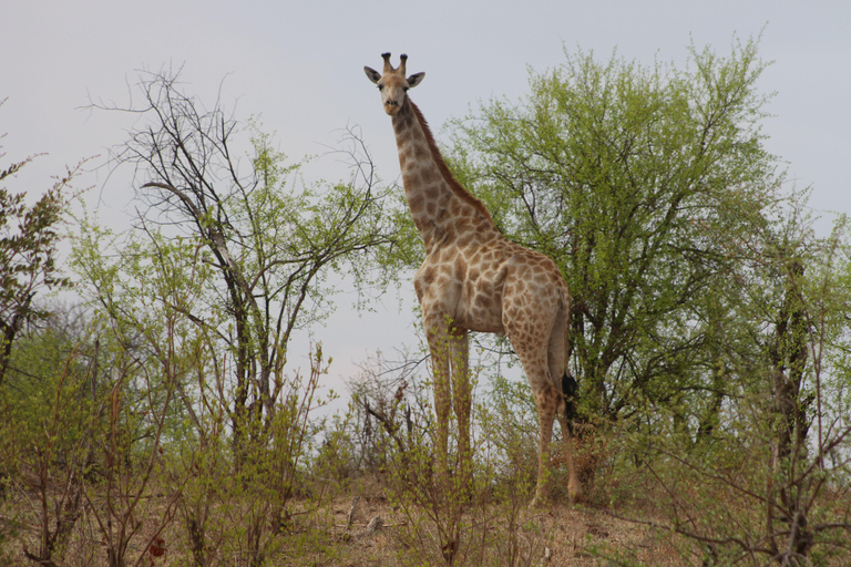 Victoria Falls: Safari game drive tour 3 hours