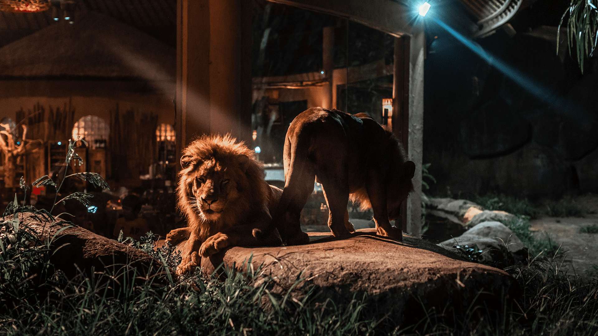 Bali-Tour: Dinner mit Wildtieren im Zoo