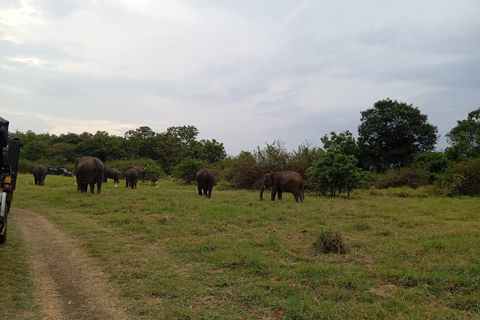 Minneriya: Safari de jipe no Parque Nacional de Minneriya com serviço de busca