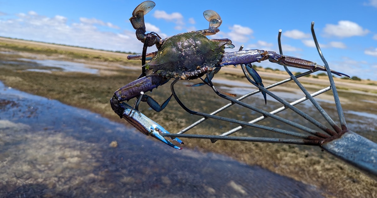 Yorke Peninsula Catch n Cook Blue Swimmer Crab Experience GetYourGuide