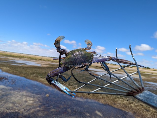 Visit Yorke Peninsula Catch n Cook Blue Swimmer Crab Experience in Yorke Peninsula