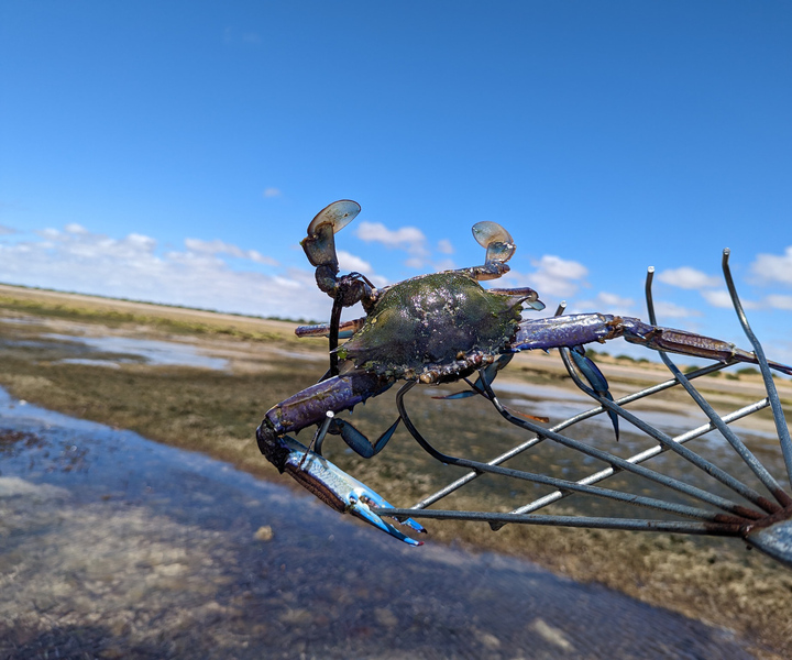 Péninsule de Yorke : L'expérience du crabe bleu nageur de Catch n Cook