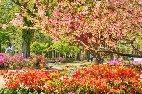 Seúl: Excursión de un día al Jardín Botánico de Hwadam y a la Isla de las Flores de NamiExcursión en Nami y Railbike, encuentro en Dongdaemun