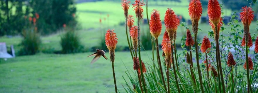 De Cajamarca : Ferme Porcon