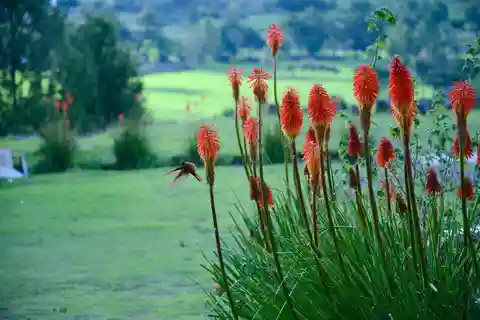 From Cajamarca: Porcon Farm