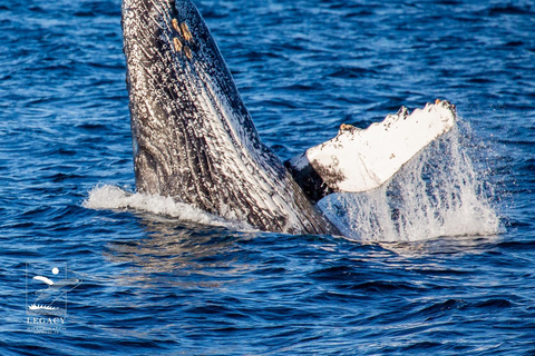 Twilight Tour with San Diego Natural History Museum Whalers Twilight Tour with San Diego Natural History Museum Whalers!