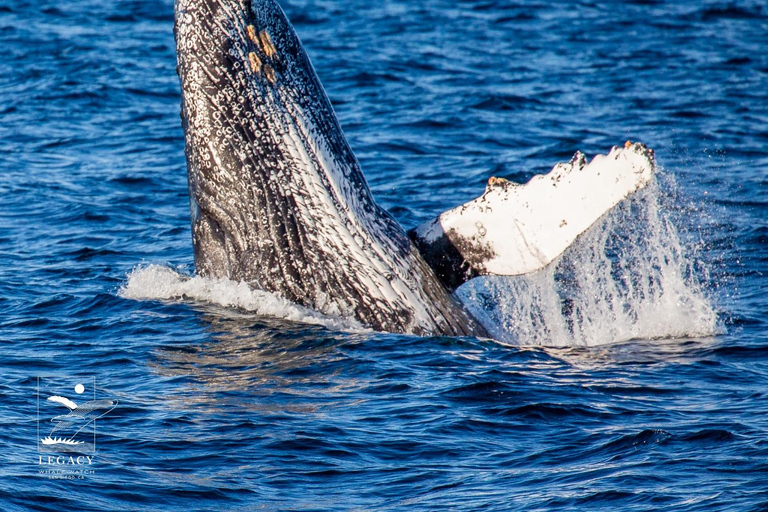 Twilight Tour with San Diego Natural History Museum Whalers Twilight Tour with San Diego Natural History Museum Whalers!