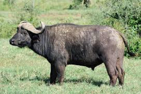 Shimba Hills: Pirschfahrt, Wasserfall-Wanderung und Mittagessen