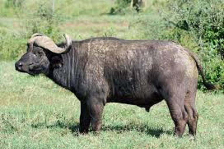 Shimba Hills: Pirschfahrt, Wasserfall-Wanderung und Mittagessen