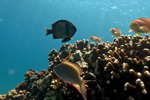 Moalboal: Pescador Island &amp; Mantayupan Falls äventyr!