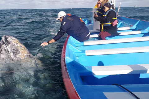 Grey Whale Watching at Mag Bay From Loreto