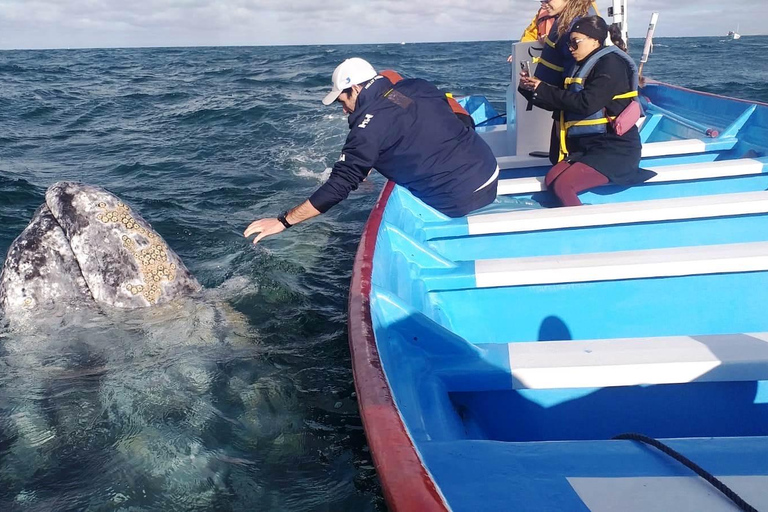 Grey Whale Watching at Mag Bay From Loreto