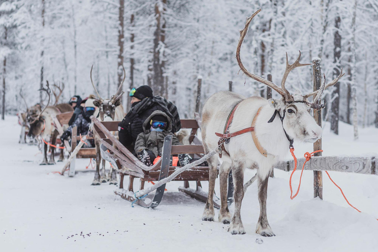 Levi: 2-Day Lapland Forest Cabin Stay with Safaris