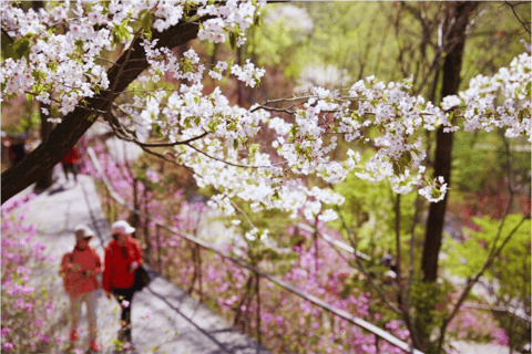 Seúl: Hwadamsup, luge y aldea folclórica coreana. Excursión de un día.Excursión en grupo, encuentro en Hongdae (Hongik Uni)