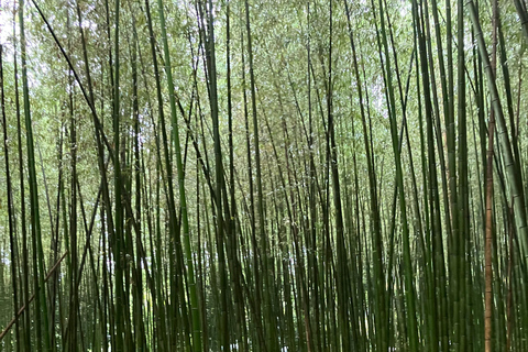 Kyoto: Essential Tour with Fushimi Inari & Bamboo Grove