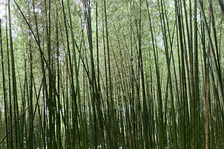 Kyoto: Essential Tour with Fushimi Inari & Bamboo Grove