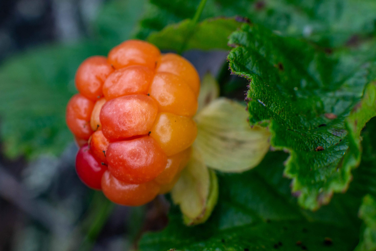 Rovaniemi forest foraging adventure: Pick, Prepare, Savor