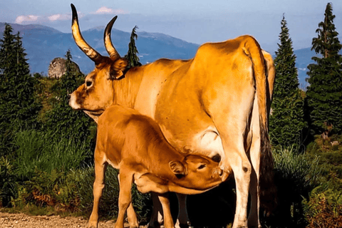 2h Buggy Tour • Arcos de Valdevez • Peneda Gerês Buggy Ride with 2 Seats