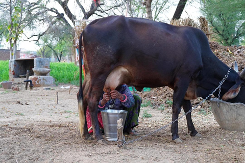 Jaipur: Cow Dung Wall Application Workshop