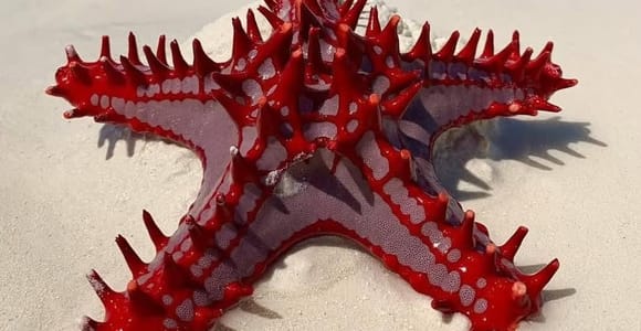 Blue Lagoon, Starfish Beach & The Rock Restaurant Tour