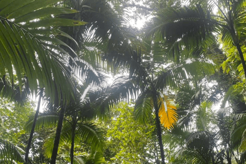 Volcano Hike To Mt. Liamuiga (Highest Peak On Island)