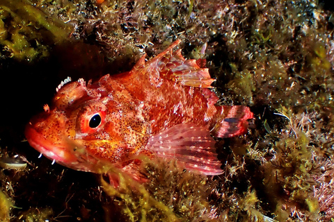 São Jorge: Buceo - 2 Inmersiones (Medio Día)