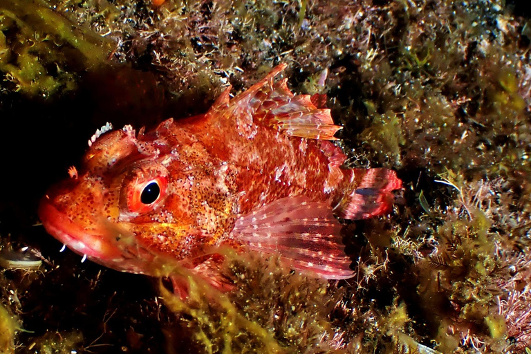 São Jorge: Scuba Diving - 2 Dives (Half Day)